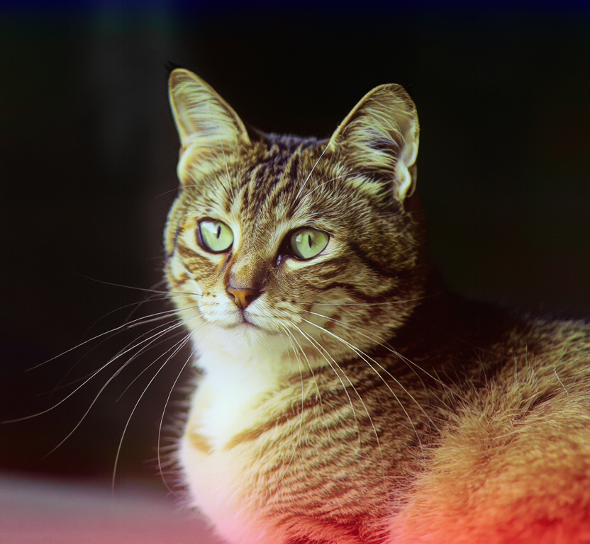 HST style autochrome photo of a cat