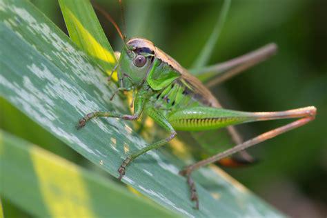 grasshopper