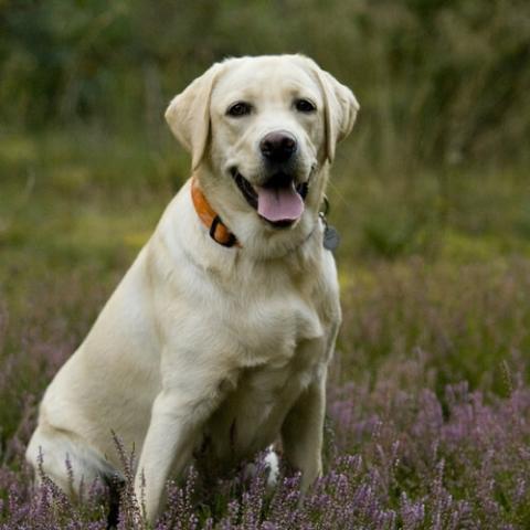 labrador.jpeg